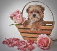 /album/fenykepgaleria/images-10-jpg/